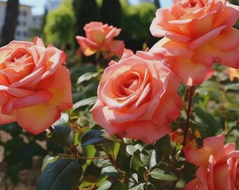 290+ Orange Rose Seeds – Exotic Perennial Garden Flowers