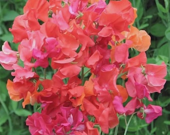 300+ Orange Pink Sweet Pea Seeds – Fragrant Climbing Garden Flowers
