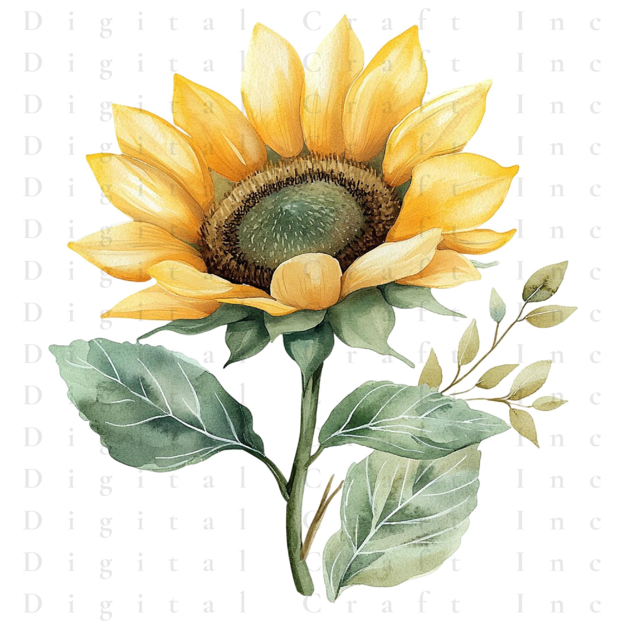 Sunflower Watercolor Clipart Bundle | Floral Botanical PNG ...