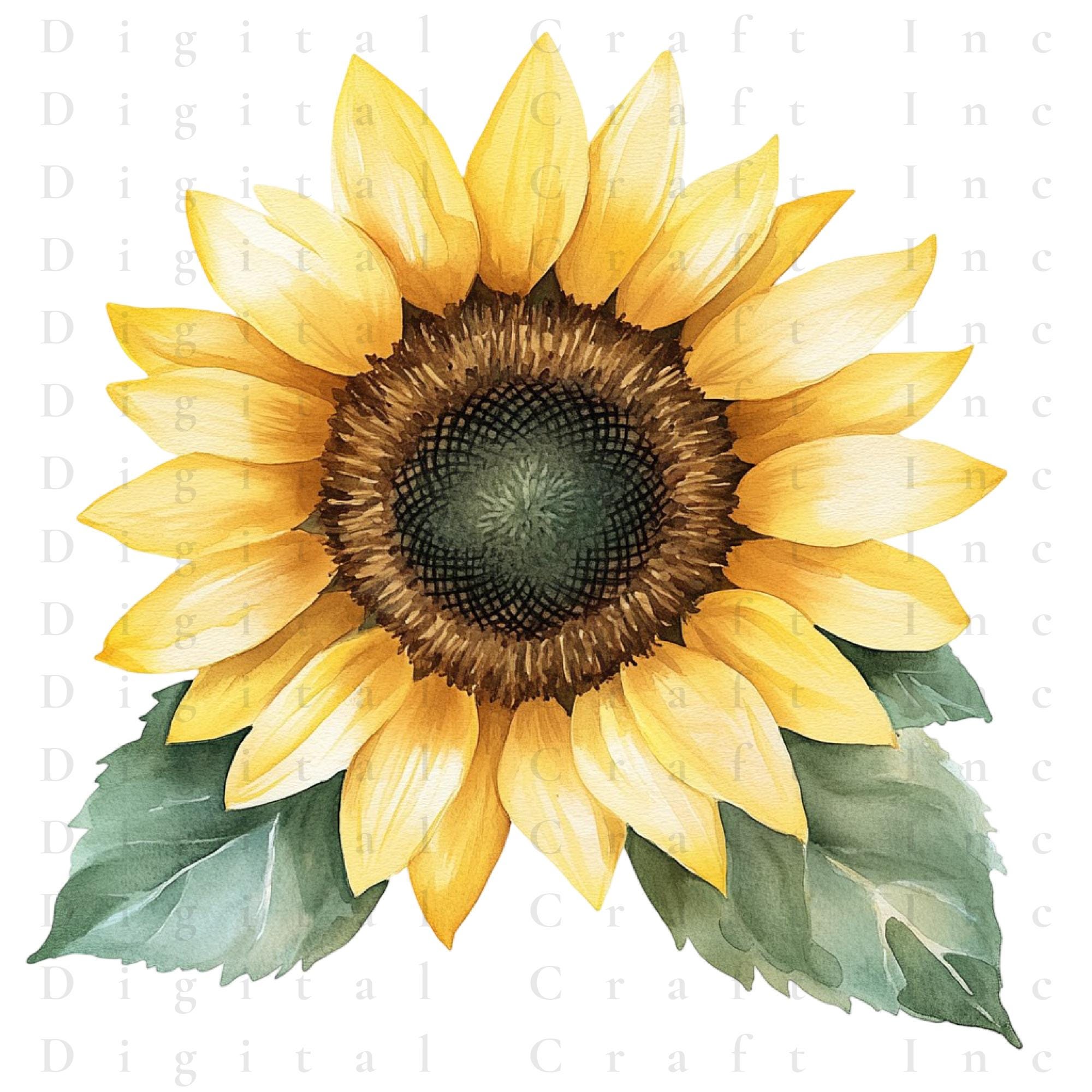 Sunflower Watercolor Clipart Bundle | Floral Botanical PNG ...