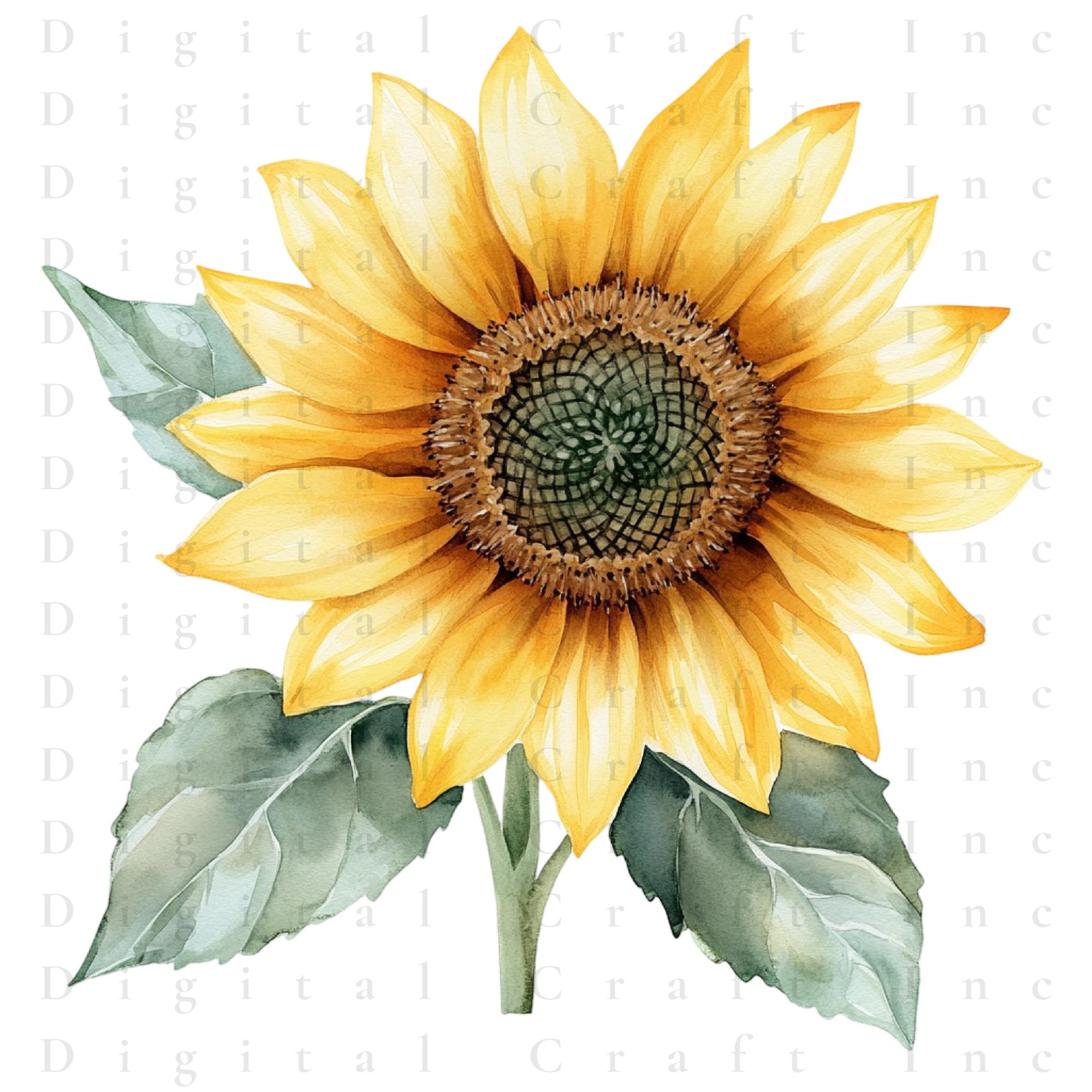 Sunflower Watercolor Clipart Bundle | Floral Botanical PNG ...