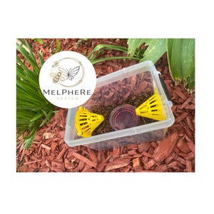 Asiatische Hornissenfalle – Bienenfreundliche Kastengitter – Vespa velutina – Asiatische Wespe – Asiatische Hornissenfalle – Piège frelon asiatique