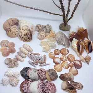 Conchas marinas variadas de la costa este y oeste de Florida, seleccionadas a mano.