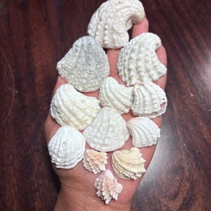 May include: A collection of eleven small, textured seashells in various shades of white, cream, and pale pink. The shells feature intricate ridges, bumps, and spiral patterns, varying in size from larger, rounded specimens to smaller, pointed ones.