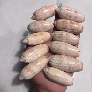 Cáscaras de aceituna con letras (1 docena)