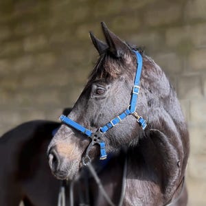 Peut inclure: Un cheval noir portant un licol bleu. Le licol est composé de sangles et de boucles, conçu pour s'adapter autour de la tête du cheval. Le cheval est tourné vers la gauche, sa tête et son cou sont visibles. L'arrière-plan est un mur de briques brun clair.