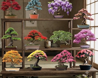 12 Bonsai Tree Seeds Kit | 300+ Mixed Bonsai Seeds