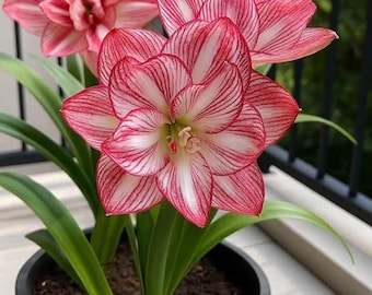 Gefüllte rosa Amaryllis-Blumenzwiebel - großblütige Innen- und Außenpflanzenzwiebel