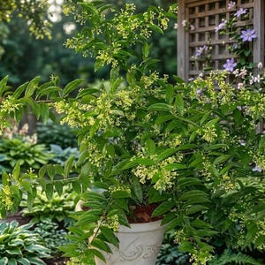 Nattblommande jasminväxter | 2 doftande Cestrum Nocturnum | 10 cm krukväxter