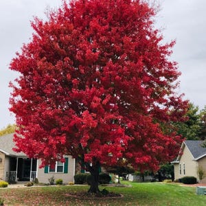 Könnte beinhalten: Ein großer, ausgewachsener Laubbaum mit dichtem, leuchtend rotem Laub während der Herbstsaison. Der Baum hat einen dicken, dunkelbraunen Stamm und Äste, die sich nach außen erstrecken und eine volle, abgerundete Baumkrone bilden.