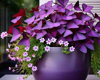 12PCS Purple Shamrocks Bulbs – Lucky Oxalis Plant