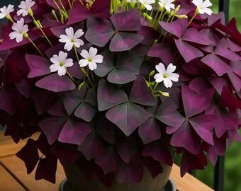 12PCS Purple Shamrocks Bulbs – Oxalis Triangularis