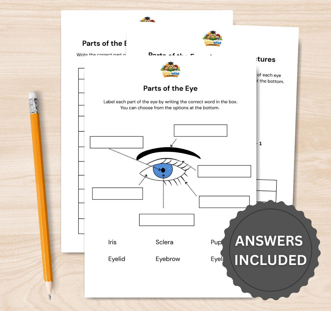 Parts of the Eye Worksheet - Etsy