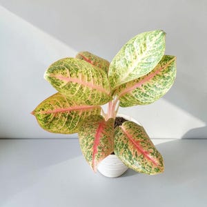 Aglaonema Harlequin - Etsy