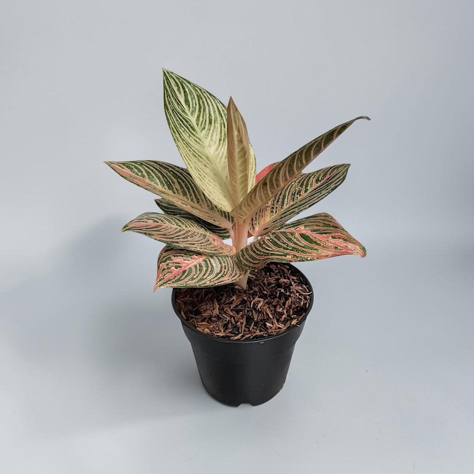 Aglaonema Golden Hope - Etsy