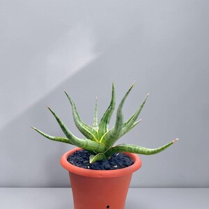Sansevieria Hybrid Rudal Rare Unique Snake Plant