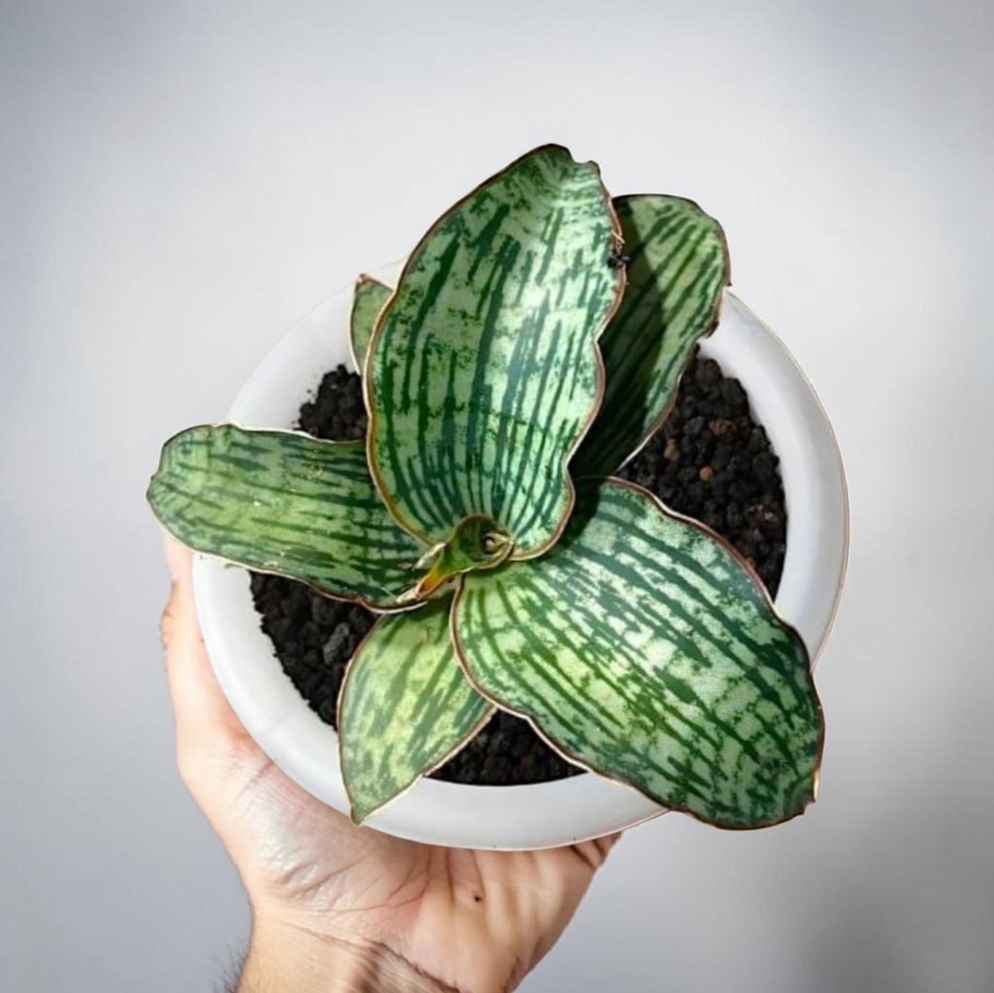 Sansevieria cleopatra - Etsy 日本