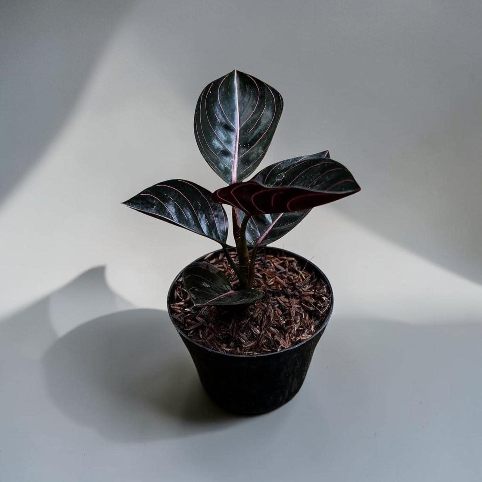 Aglaonema rotundum - Etsy 日本