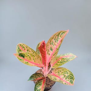 以下が含まれることがあります： 鮮やかなピンク、クリーム色、濃い緑色が混ざり合った斑入りの葉を持つアグラオネマの植物。中央の茎から葉が伸びており、土が入った暗い色の鉢に植えられています。それぞれの葉には独特の模様がはっきりと見られます。