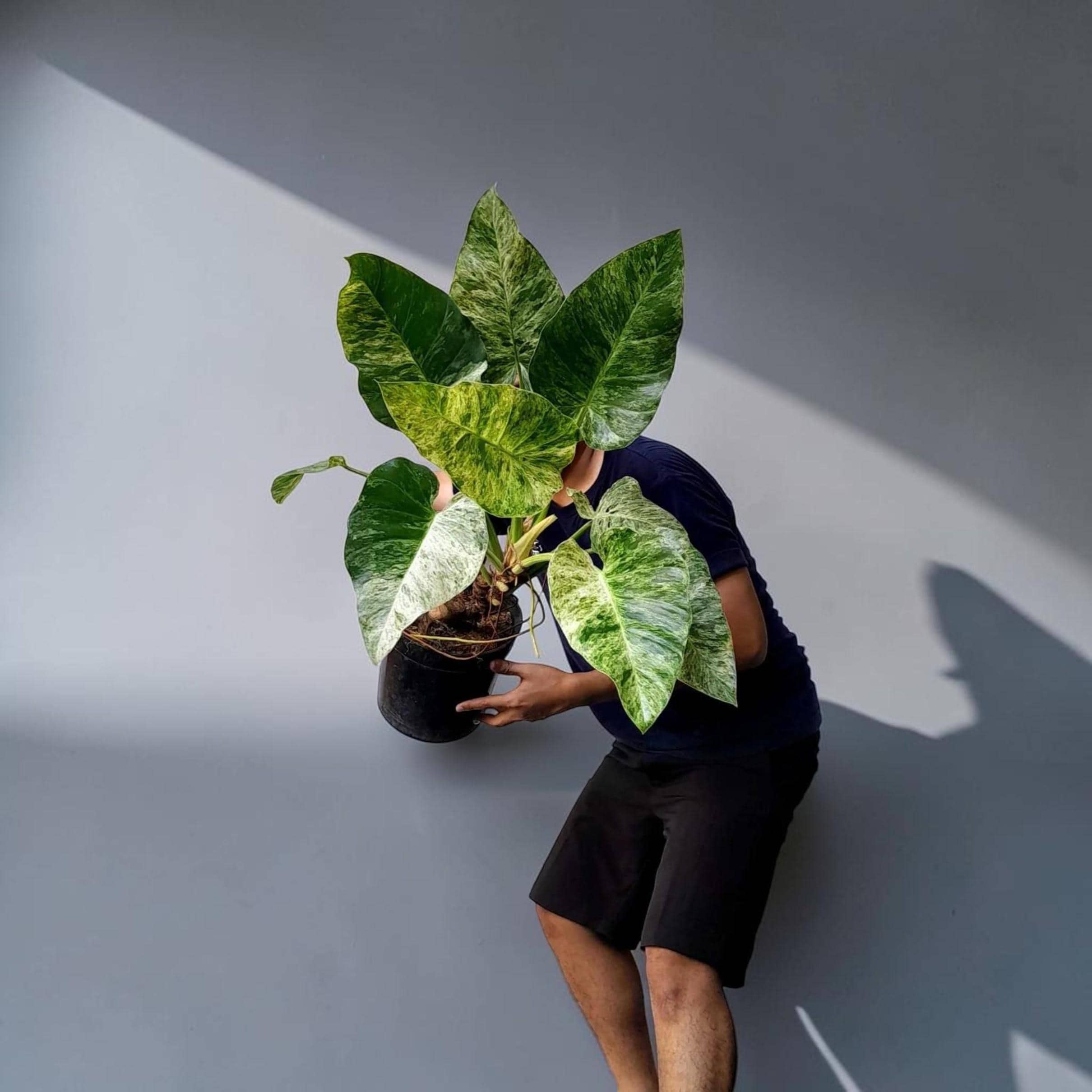 Epipremnum giganteum variegated - Etsy 日本