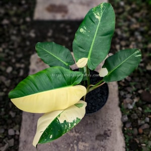 以下が含まれることがあります： 大きな斑入りの葉を持つ鉢植え。葉は緑とクリームイエローの混合で、白い斑点があります。植物は黒い鉢に入っており、石の表面に置かれています。ウェブサイトeisplant.comが表示されています。