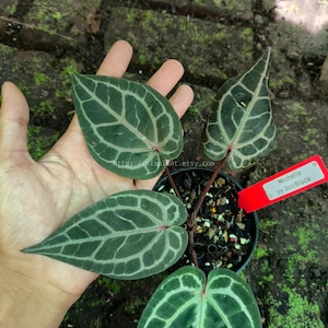 May include: A potted plant with dark green leaves featuring prominent white veining. The leaves are held in a hand. A red tag reads "Michelle by DocBlack". The plant is in a black pot with soil.
