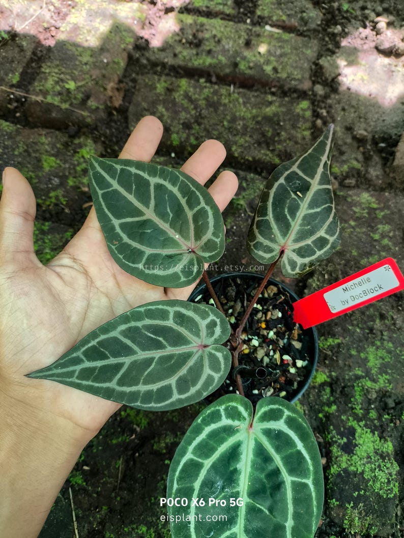 May include: A potted plant with dark green leaves featuring prominent white veining. The leaves are held in a hand. A red tag reads "Michelle by DocBlack". The plant is in a black pot with soil.