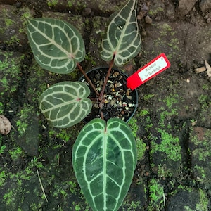 May include: A potted Anthurium plant with dark green, heart-shaped leaves featuring prominent, light green veining. A red tag reads "Michelle by DocBlock." The plant is set against a backdrop of brick and moss.