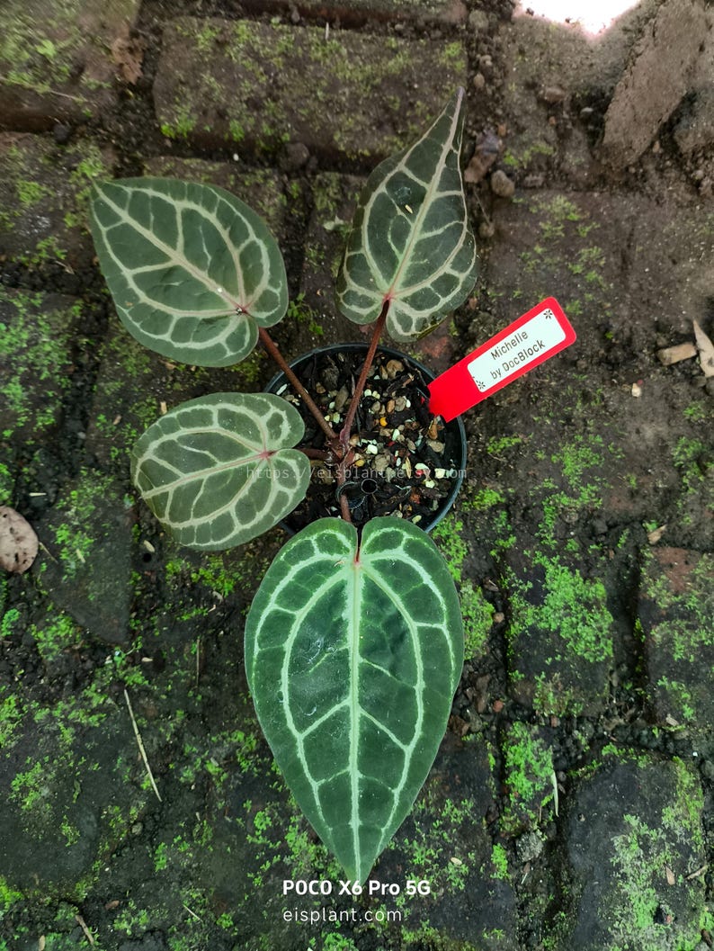 May include: A potted Anthurium plant with dark green, heart-shaped leaves featuring prominent, light green veining. A red tag reads "Michelle by DocBlock." The plant is set against a backdrop of brick and moss.