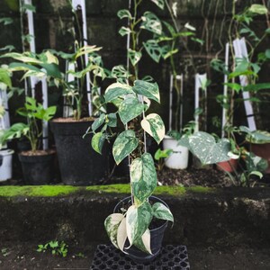 Scindapsus Bakudapati - Etsy