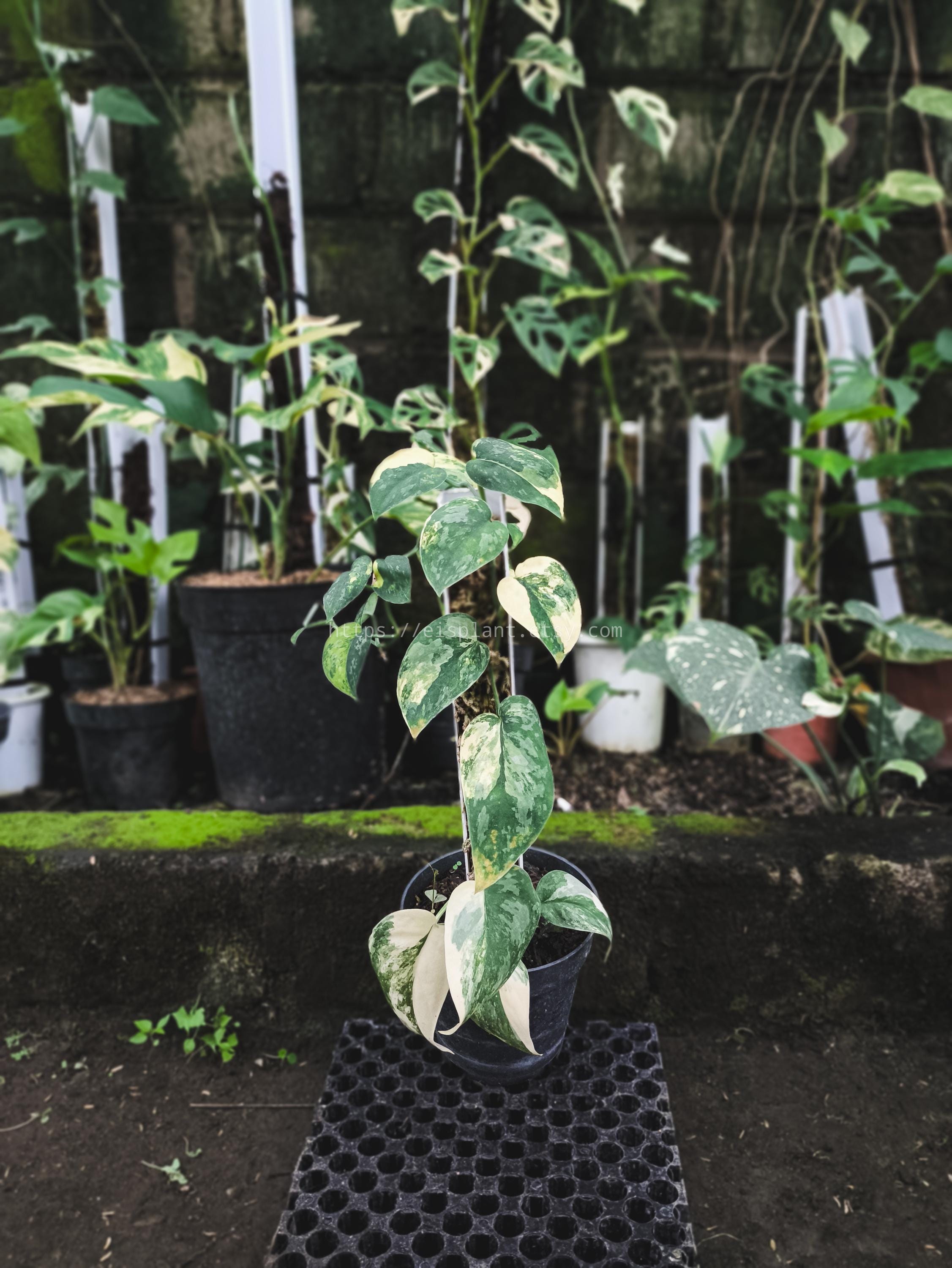 Scindapsus Bakudapati - Etsy