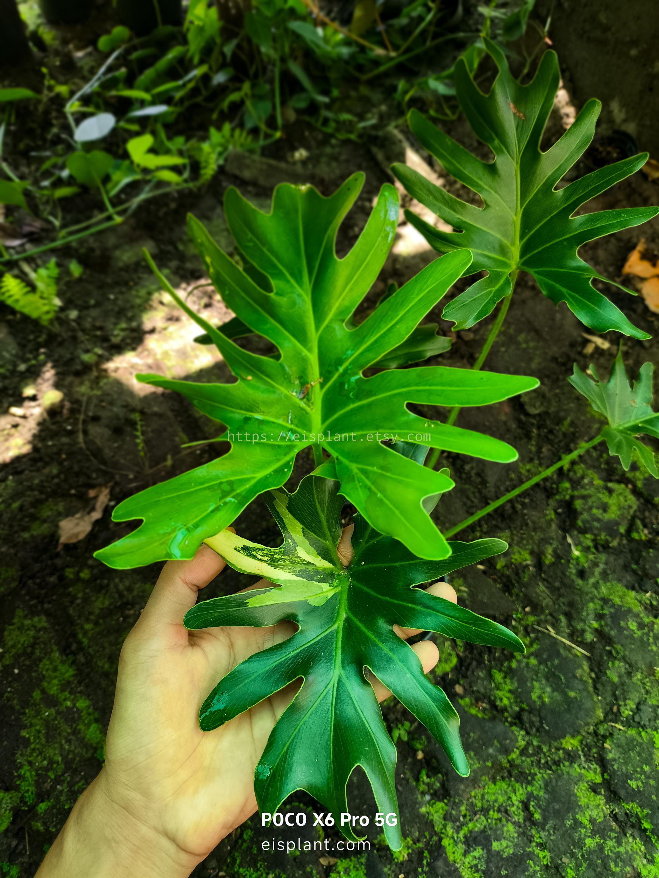 Variegated Philodendron Selloum - Etsy