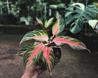 Aglaoneema Pink Sunset Bunte Lebende Pflanze Originalfoto