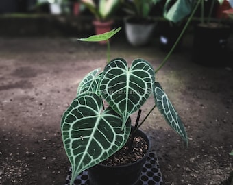 Anthurium Clarinervium Live Plant Lots of Leaves Original Photo