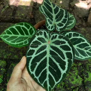 May include: Close-up of an Anthurium crystallinum plant in a pot. The dark green leaves feature striking white veining. The plant is in a brown pot, set against a backdrop of brick and moss.