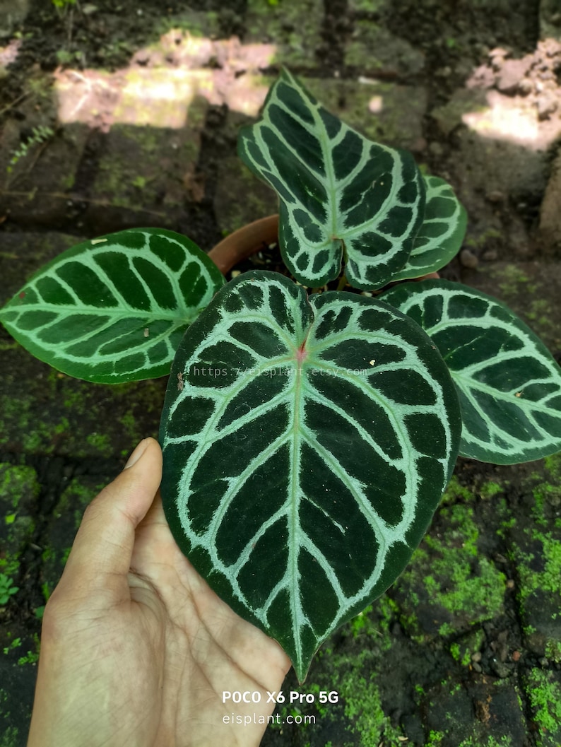 May include: Close-up of an Anthurium crystallinum plant in a pot. The dark green leaves feature striking white veining. The plant is in a brown pot, set against a backdrop of brick and moss.