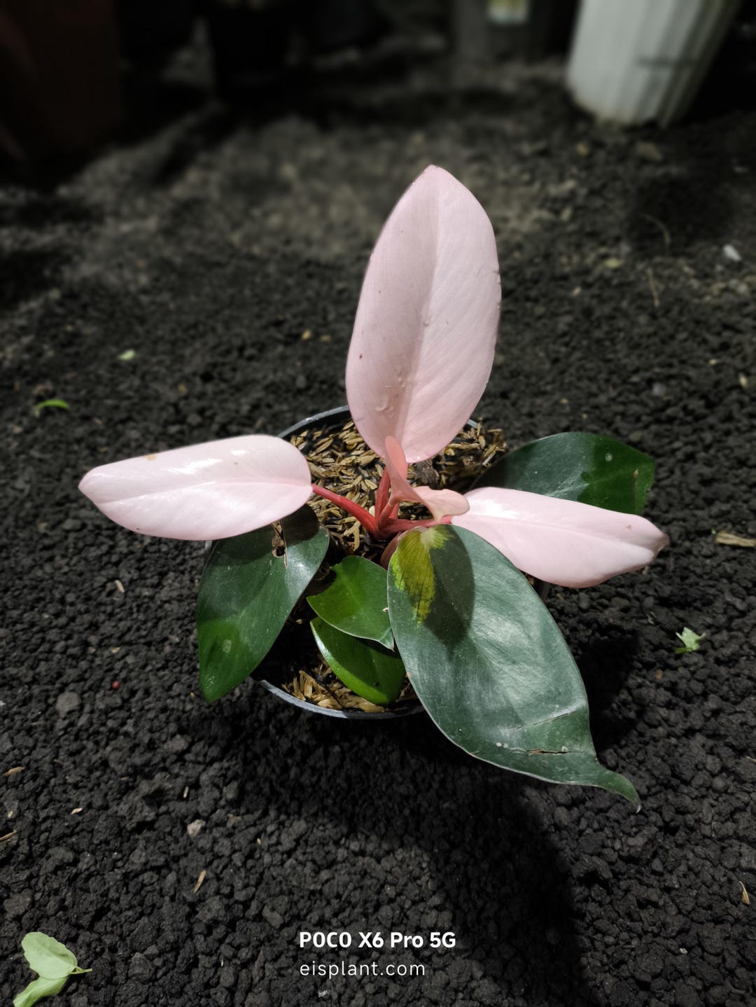 Philodendron Pink Congo Variegated Beautifull Live Plant Original Photo ...