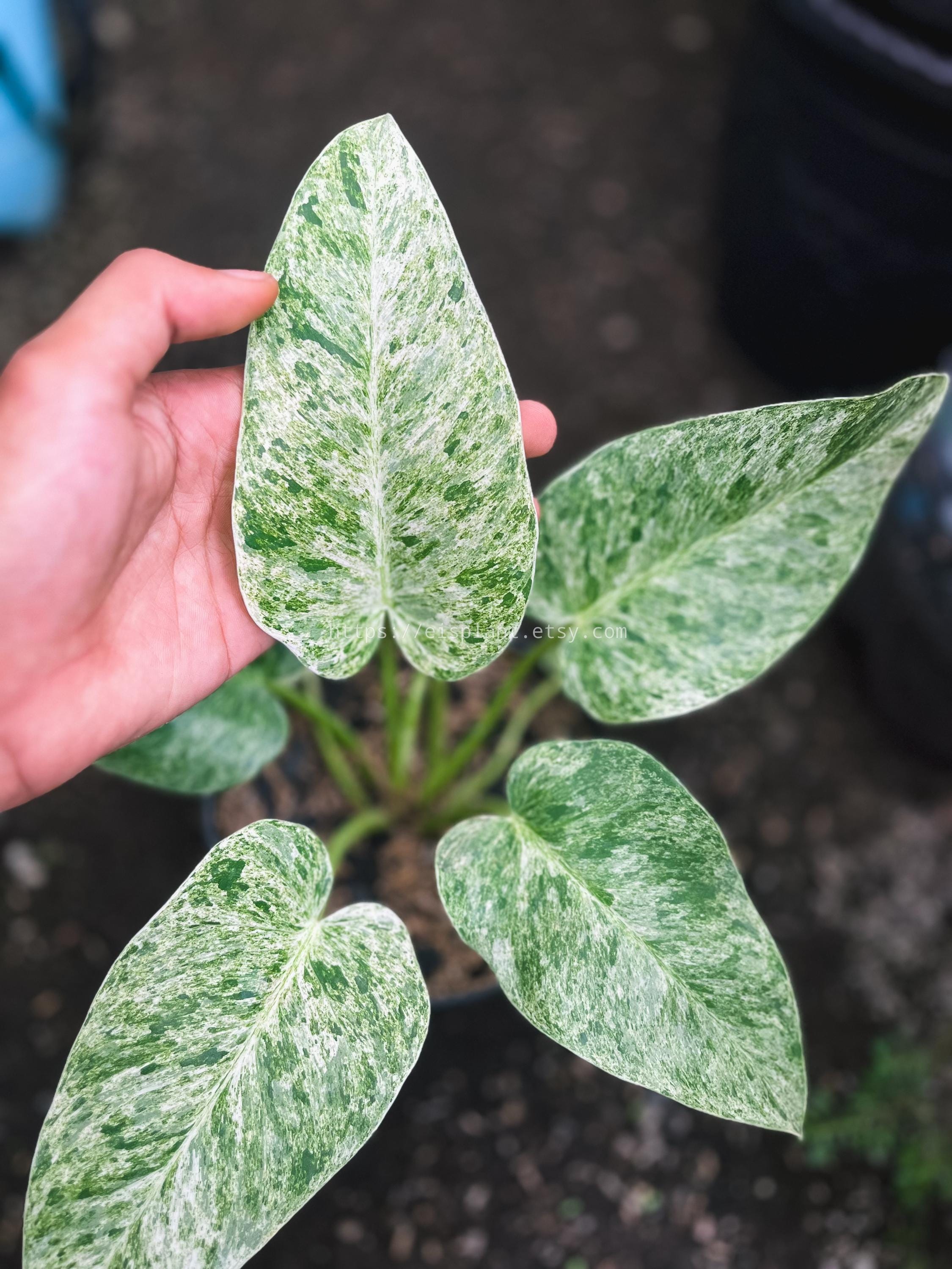 Variegated philodendron giganteum - Etsy 日本