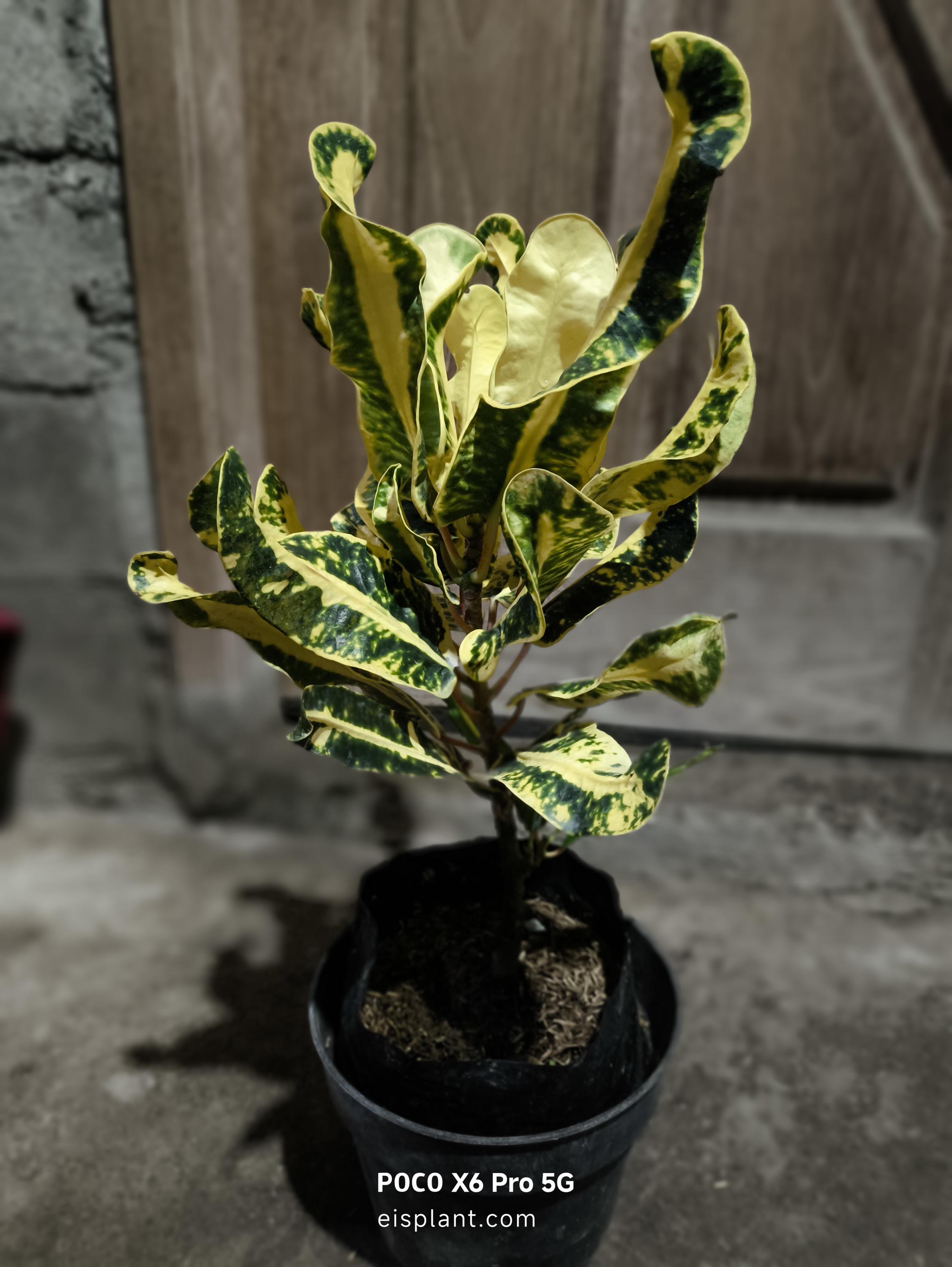 Pianta Di Croton In Vaso 9cm – Pianta Da Interno Colorata, Altezza 20cm, Varietà Variegata - 2