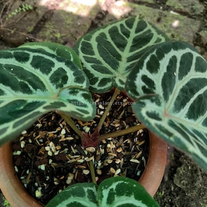 May include: A potted plant with large, heart-shaped leaves. The leaves are dark green with a striking white vein pattern. The pot is terracotta, and the soil is visible. The text "eisplant.com" is visible.