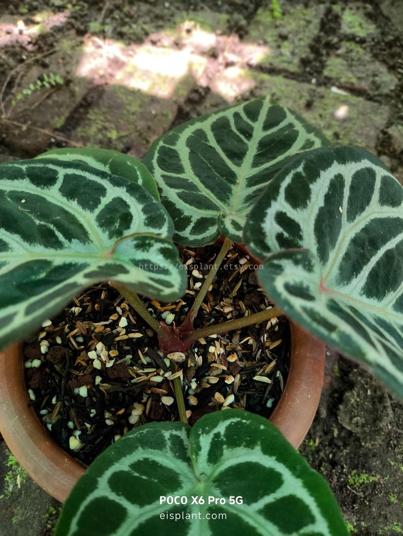 May include: A potted plant with large, heart-shaped leaves. The leaves are dark green with a striking white vein pattern. The pot is terracotta, and the soil is visible. The text "eisplant.com" is visible.