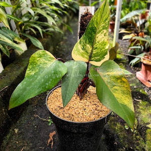 Variegated Philodendron Strawberry Shake Medium Size Live Plant Original Photo
