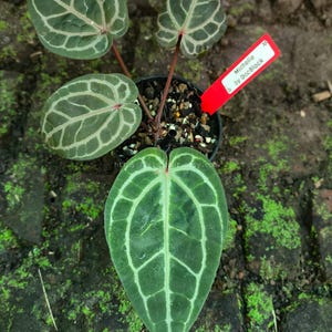 May include: A potted Anthurium plant with dark green leaves featuring prominent light green veining. The plant has a red tag that reads "Michelle by DocBlock". The plant is set against a background of mossy brick.