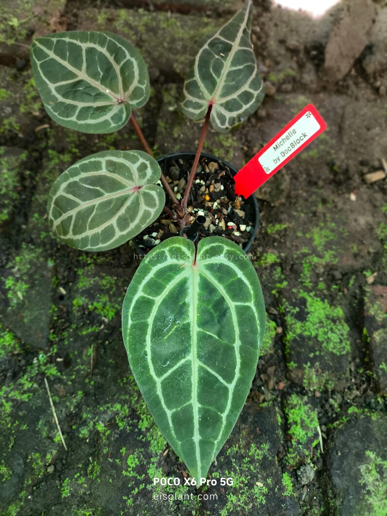 May include: A potted Anthurium plant with dark green leaves featuring prominent light green veining. The plant has a red tag that reads "Michelle by DocBlock". The plant is set against a background of mossy brick.