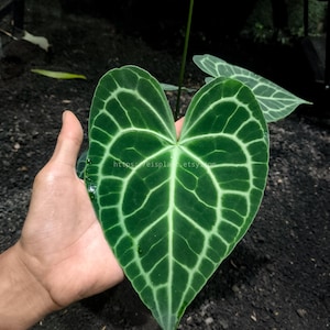 anthurium crystallinum x magnificum Anthurium crystallinum/magnificum x crystallinum