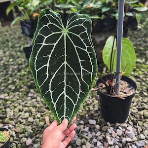 Anthurium crystallinum dark - Etsy 日本