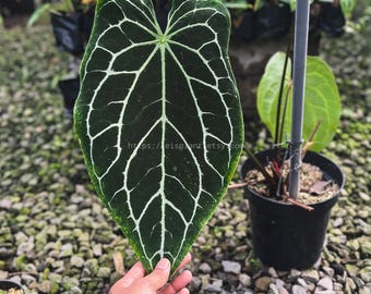 Anthurium Crystallinum Dark Form Big Leaves Live Plant Original Photo