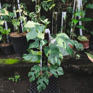 Rapphidopora Tetrasperma Mini Monster bunte Lebende Pflanze Originalfoto