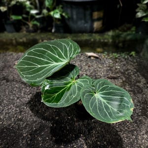 ficus bonsai price Buy Ficus Bonsai main image 0