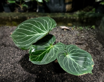 Anthurium KOS Butterfly Mature Live Plant Original Photo